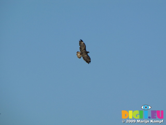 SX09266 Buzzard (Buteo buteo) flying over campsite